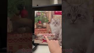 Calendrier de l’avent pour chats cat chat calendrierdelavent noel [upl. by Eimiaj]