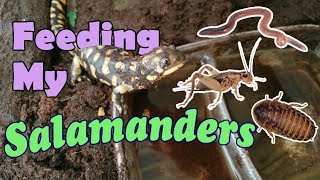 Feed My Pet Friday Tiger Salamanders [upl. by Orland]