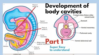 Development of body cavities  Thoracic Cavity Development  Embryology of body cavities  Easiest [upl. by Campball432]