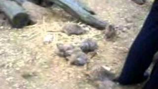 Meerkats at Moulton College [upl. by Mowbray]