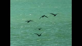 A flock of black cormorant flying [upl. by Maguire]