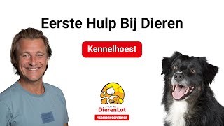 Wat is kennelhoest bij honden [upl. by Rus]