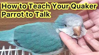 How to Teach Your Quaker Parrot to Talk  Talking Parrot parrots [upl. by Adnicul]