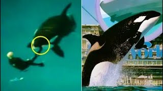 The Gruesome Killer Whale Attack On SeaWorld Trainer Johnathan Smith [upl. by Aleakcim]