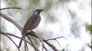 Little Wattlebird at Inskip Point Jul 2024 [upl. by Aleunam]