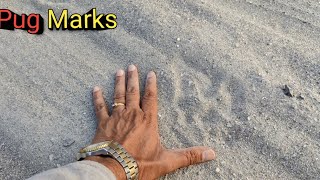 Tiger का Time रात का । हमारा Time दिन का। Big Sized Pug Marks On Way To Junglee Resort Rajaji Park [upl. by Anitreb]