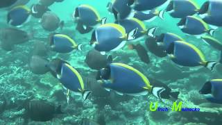 MaldivesSurgeonfish PowderblueSailfinDoktorfische WeißkehlSegelflossen [upl. by Catlin]