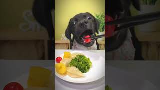 dog puppy dogfooding asmreating pets eatingsounds shortvideo animalsmuckbang eatingvideos [upl. by Durwyn940]