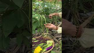 Harvesting long cowpea farming [upl. by Lairret]