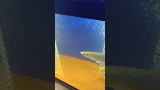 Arowana fish in big tank😯 [upl. by Neraj82]