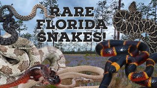 Florida Herping  Finding North Americas Most Toxic Snake [upl. by Eenot267]