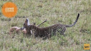 Leopard hunts Reedbuck 🐆Luluka [upl. by Katerina]