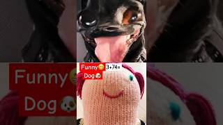 funny dog videos 😁🐶 [upl. by Adrahs]