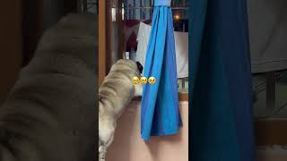 Vest nite giye kaju dhapas🥵 trendingpuglove doglover shorts youtubeshorts viralvideo [upl. by Aicrop]