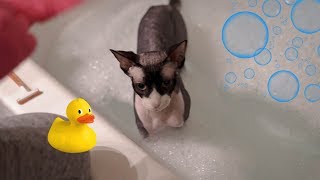 How To Care For Your Sphynx Cat [upl. by Airret]