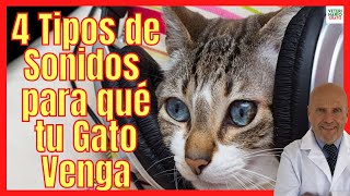 📣 4 TIPOS DE SONIDOS DE GATOS MAULLANDO 📣 PARA QUE TU GATO VENGA 📣 SONIDOS PARA ATRAER GATOS RÁPIDO [upl. by Dduj]