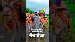 🐃Bail Pola Festival 2024 बैल पोळा  यूट्यूब चैनल SP Thakare [upl. by Daria]