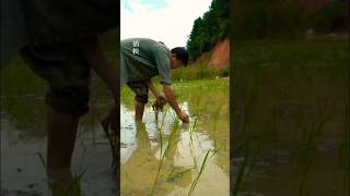 Thats how we grow rice in our Chinese village rice ricefarming chineserice ytshorts [upl. by Uzzial]