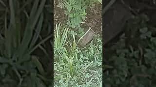 Wood Rat Next To The Trail On The Greenway [upl. by Alviani879]