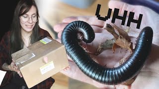 im afraid of my new pets GIANT African Millipedes UNBOXING setup care Archispirostreptus gigas [upl. by Lladnek739]