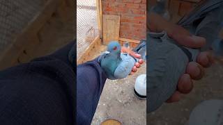 Back after 2 months😱minivlog myfarmbuddies pigeon kabutarvlogvlogs [upl. by Lakim]