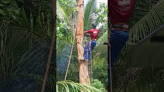 Sabarinathan tree cutter pattukkottai 8072635013 [upl. by Abie]