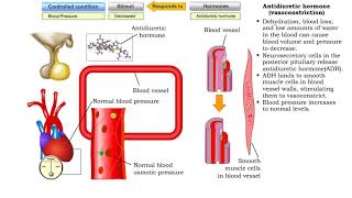 Antidiuretic hormone vasoconstriction water reabsorption amp sweat inhibition [upl. by Ecinert]