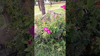 calmmusic relaxing roses fresh foryou foryoupage flowers nature music ytshorts [upl. by Dorreg981]