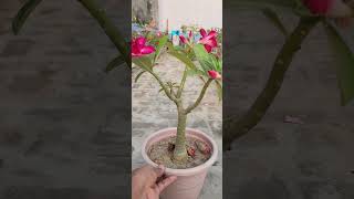 ADENIUM RED FLOWER adeniumrepotting jadeplantcare garden adeniumgarden gardening adenium [upl. by Goodwin]