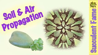 Soil amp Air Leaf Propagation How to Propagate Succulents PART 1 [upl. by Ellerol221]