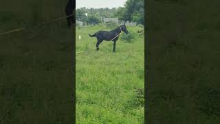 blackhorse suparhorse vairalshort ytshortscover [upl. by Aneerbas335]