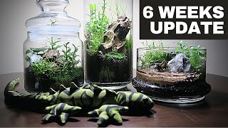 Aquatic Plants Terrariums  One Month Update  Closed Terrarium Update [upl. by Ahsikym52]