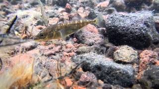 Threespined Sticklebacks in Lake Hill St Paul Island Alaska 6 Jul 2012 [upl. by Auot]