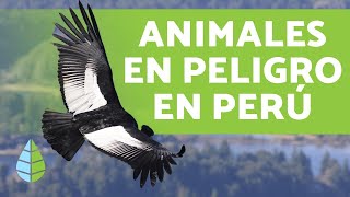 Animales en peligro de extinción en Perú [upl. by Nilreb]