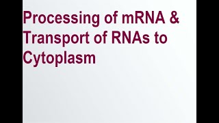 mRNA Processing [upl. by Erotavlas]