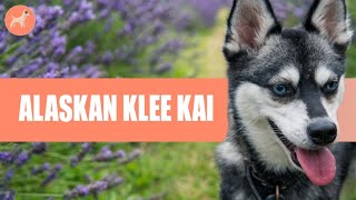 Alaskan Klee Kai  History Grooming Personality amp More Detailed Guide [upl. by Einnob]