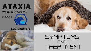 Ataxia Wobbler Syndrome In Dogs Symptoms And Treatment [upl. by Yrrah]