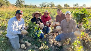 Jícama criolla tubérculo originario de méxico  Cosecha 16 toneladas por hectárea y sembrar 100 kg [upl. by Devondra444]