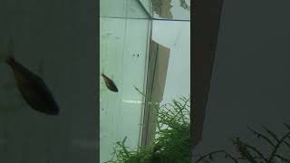 Whiptail catfish fry aquarium freshwateraquarium fish fishkeeping aquascaping tropicalfish [upl. by Ilonka920]