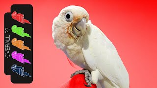 Goffins Cockatoo The Best Pet Parrot [upl. by Yregram]