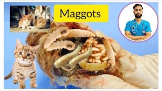 Maggots removal in Cat  Treatment amp Prevention [upl. by Leugar]