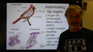 Biologie VWO OB Ademhaling bij vogels [upl. by Addis]