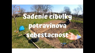 Sadenie cibulky  Potravinova sebestacnost [upl. by Haukom]