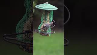 Two Brownheaded Nuthatches work for their meal birdwatching backyardbirds nature wildlife [upl. by Eirhtug448]