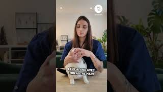 TUTO  Comment faire avaler un médicament à votre chat  terrapodia [upl. by Roarke]