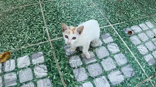 feed cute kitten [upl. by Schiro]