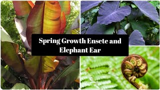 Ensete Maurelli and Elephant Ear Colocasia Growth April Ensete in Spring [upl. by Jt]