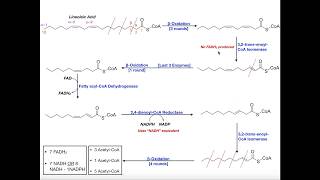 Beta Oxidation of a Polyunsaturated Fatty Acid Linoleic Acid [upl. by Abell311]