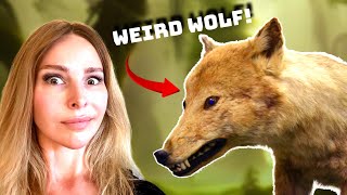 THE 5 WEIRDEST WOLVES on PLANET EARTH [upl. by Anreval722]