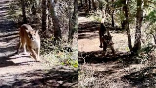 ORIGINAL Terrifying video shows Utah man chased by a mountain lion unedited [upl. by Ahseinet]